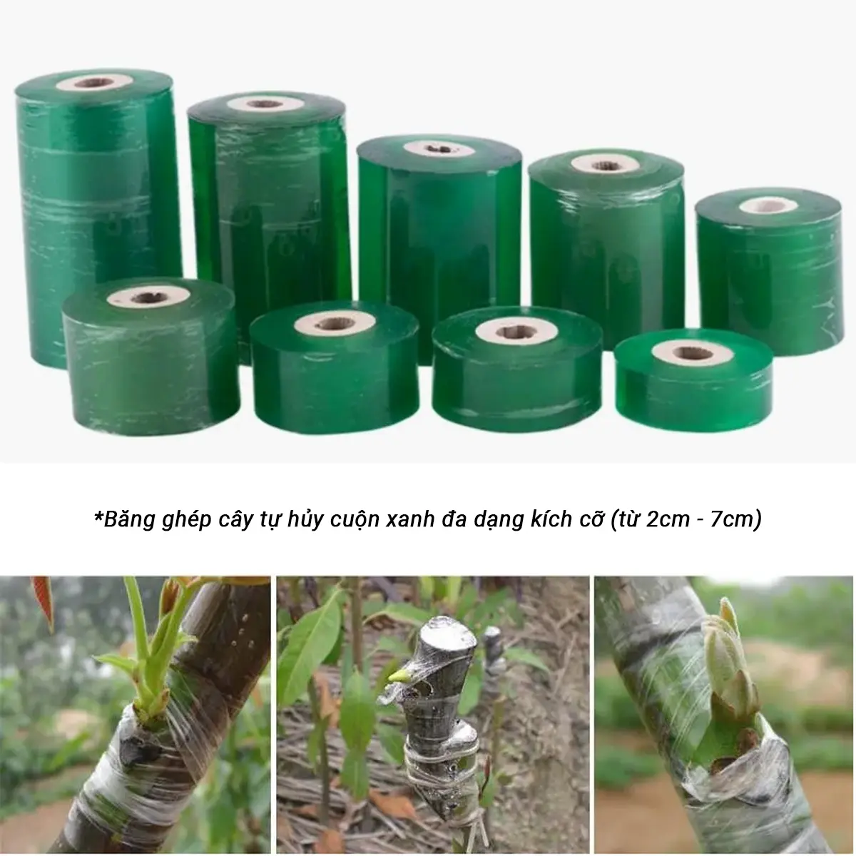 CGC-10.13 | Băng ghép cây cuộn xanh nhiều kích cỡ - Vật tư nông nghiệp Đà Nẵng