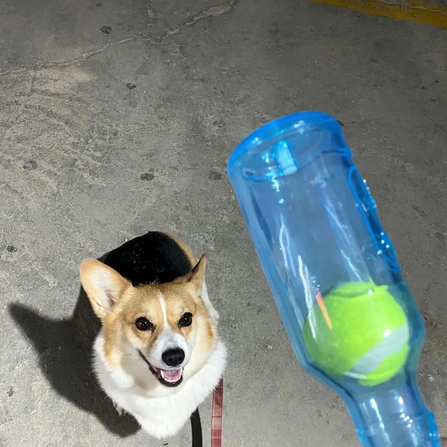 Tennis Sound Wine Bottle Dog Toy Bite-Resistant Vocalization Relieving Stuffy Molar Cartoon Floating Cute Educational Toy