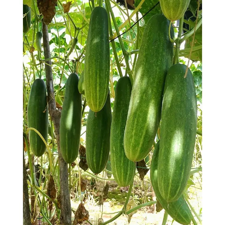 Benih Bibit Tanaman Timun BATARA F1 800 butir dan 150 butir dari Cap Panah Merah 7