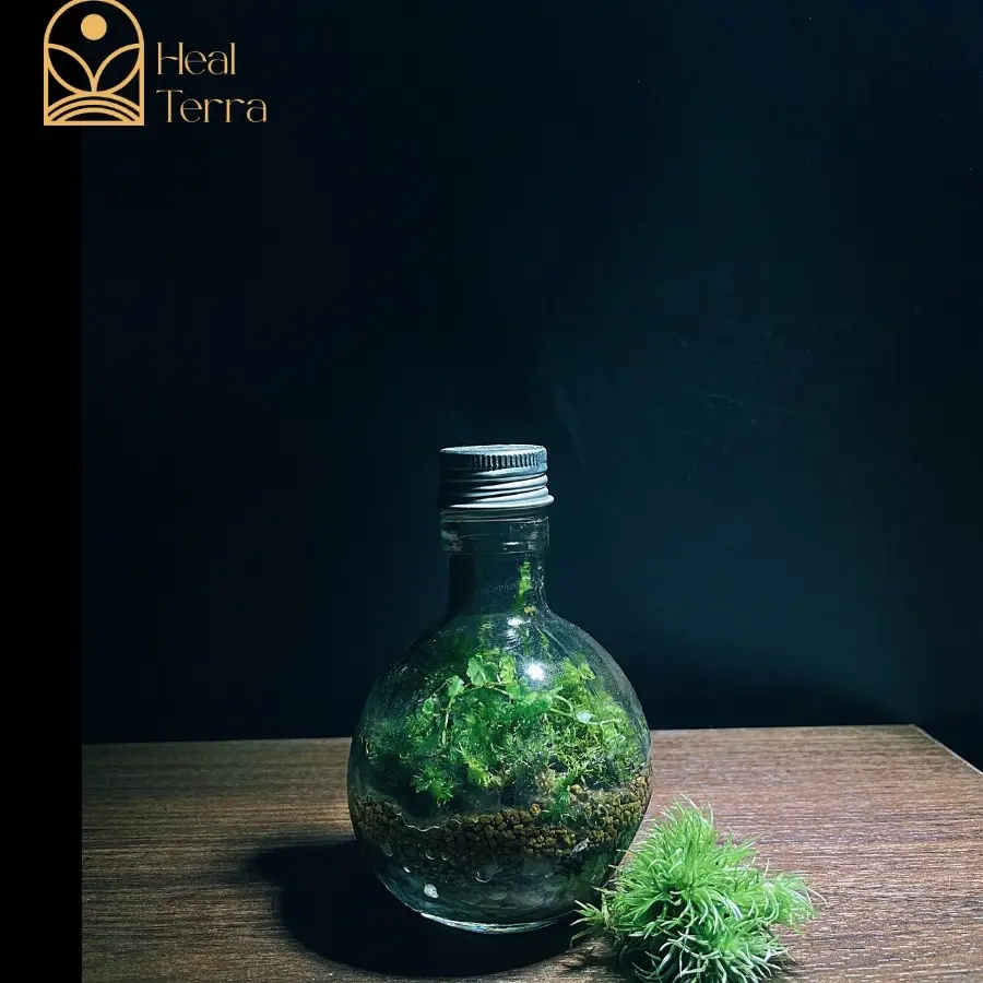 Bình terrarium dành cho người mới bắt đầu