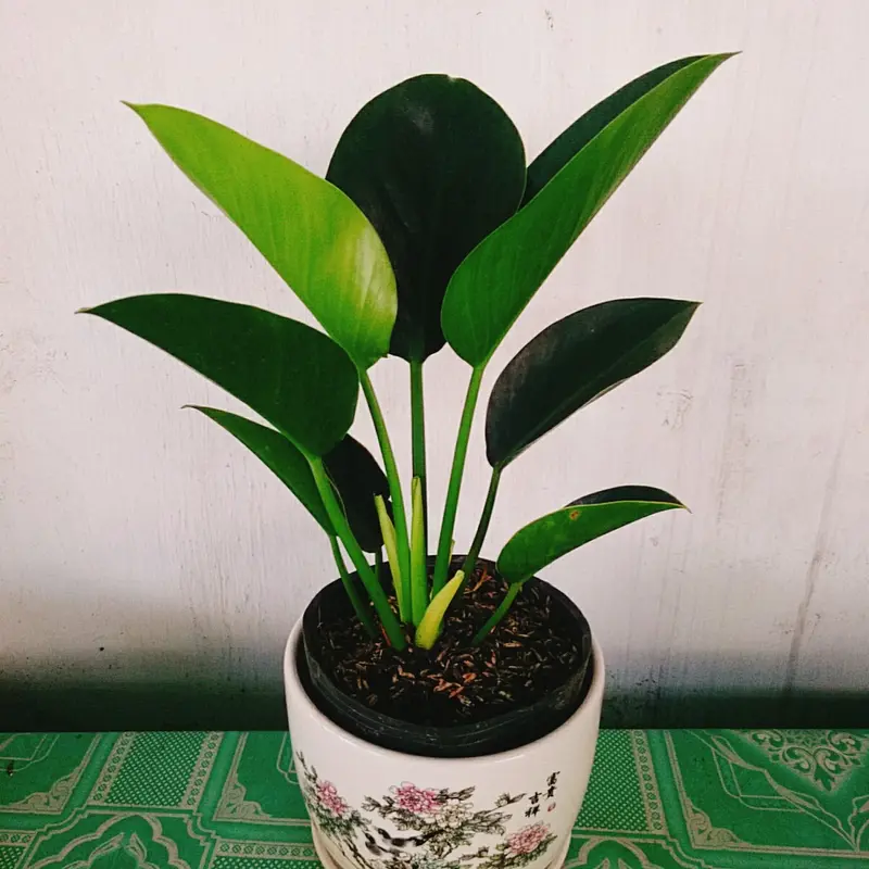 Trầu Bà Đế Vương Xanh - cây cảnh để bàn 5
