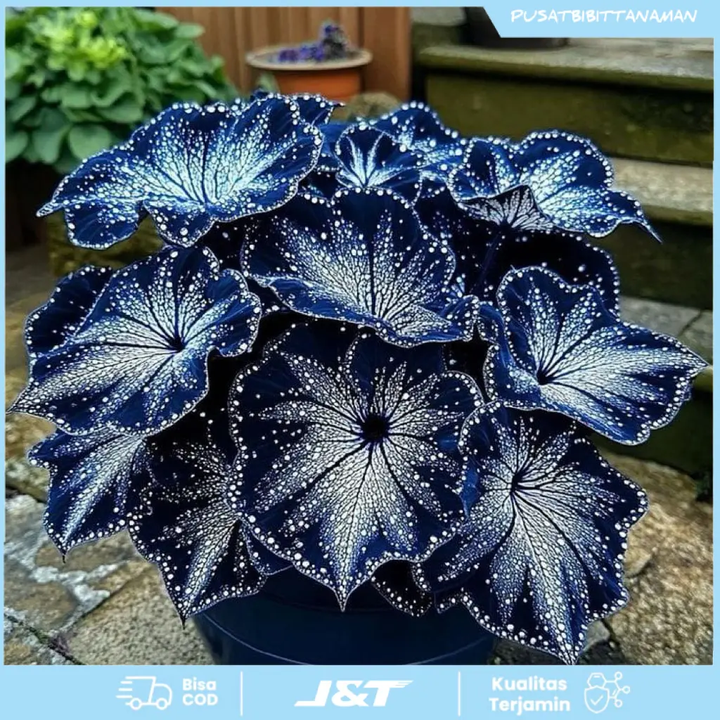 BIBIT BONGGOL TANAMAN HIAS KELADI BLUSH MARBLE CALADIUM THAY