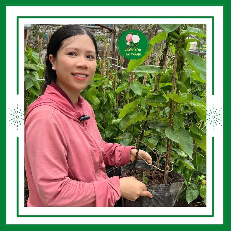 Cây giống hoa thiên lý cao sản siêu bông leo giàn, dễ trồng, dễ chăm sóc, cho sai bông