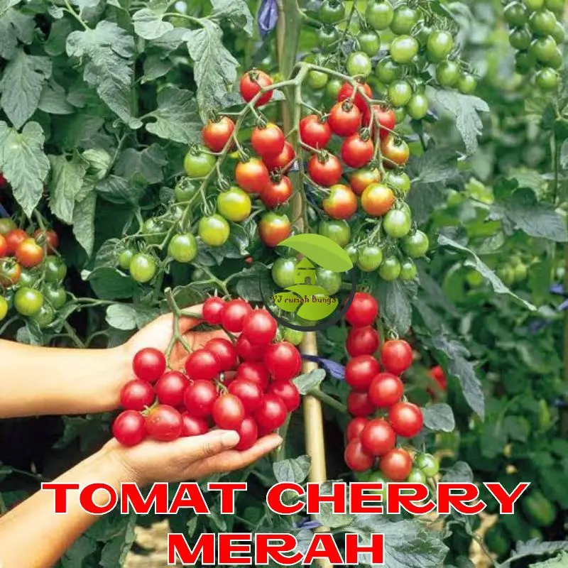 tomat chery merah
