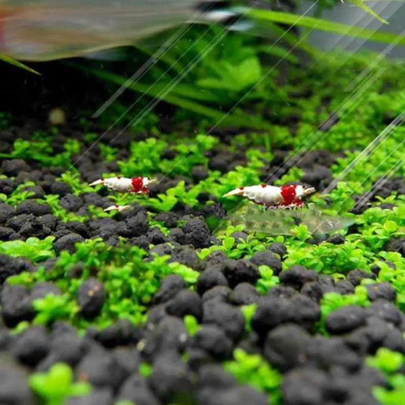 AShop Bibit Rumput Air Dekorasi Aquarium Landscape Ornament 10g 4