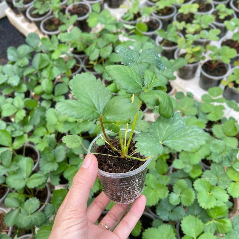  CÂY GIỐNG DÂU TÂY HANA   MÔ LY   