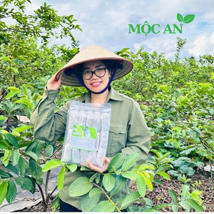 Trà Búp Ổi Mộc An