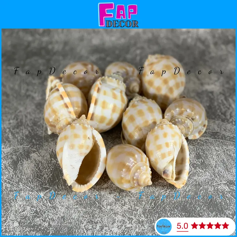 VỎ ỐC TỎI HỌA TIẾT CARÔ TRANG TRÍ BỂ CÁ THỦY SINH ỐC MƯỢN HỒN LÀM ĐỒ LƯU NIỆM, HAMDMADE RẺ ĐẸP - FAPDECOR 3