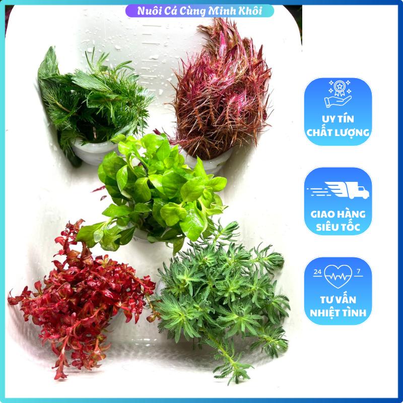 [tặng kèm đất] COMBO 5 LOẠI CÂY THỦY SINH, Combo 5 chậu cây thuỷ sinh cắt cắm lá nước không cần CO2 - Caythuysinh