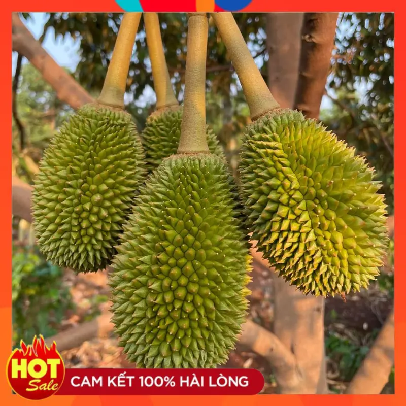 Bộ Đôi Siêu Đậu Trái, Hạn Chế Rụng Sinh Lý Và Khô Bông Trên Cây Trồng 3