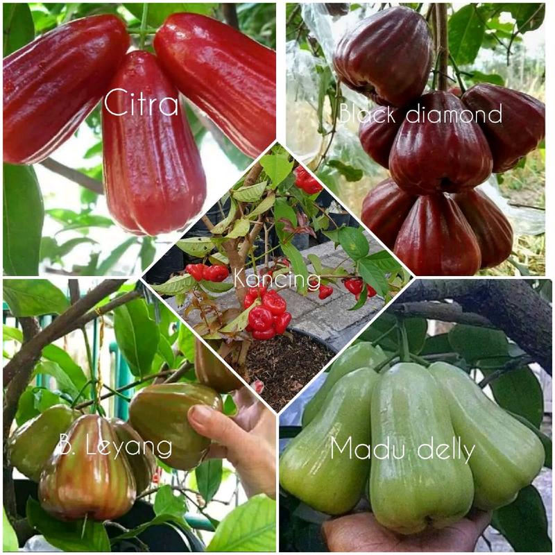 benih bibit jambu air unggul 0