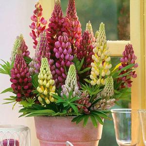 Semillas de Lupinus Polyphyllus,30 Granos,Flores en Racimos Coloridos,Fixan Nitrógeno en el Suelo,Fácil de Cultivar,Jardines Naturales,Jardines Pequeños,Balcones y Patios orquideas