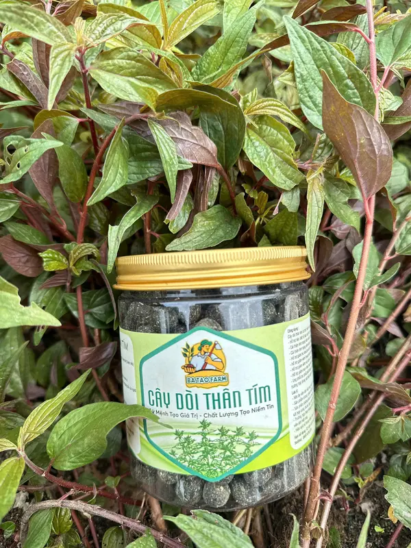 VIÊN DÒI THÂN TÍM MẬT ONG- VIÊN NHỎ- VIÊN TO- HỖ TRỢ CÁC VẤN ĐỀ VỀ HÔ HẤP VÀ DẠ DÀY (Tặng Hạt Giống) 0