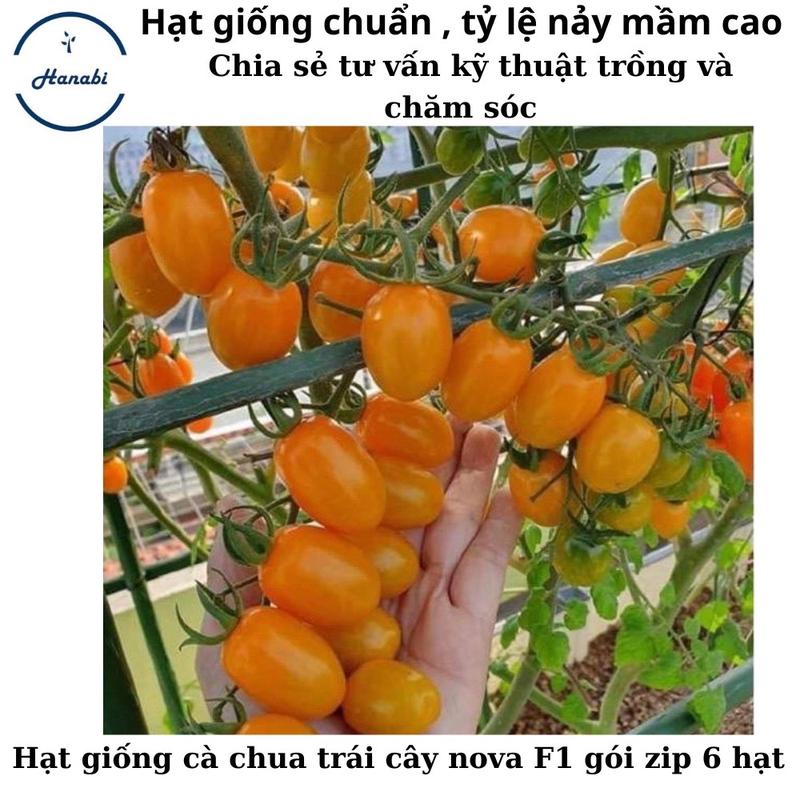 Hạt giống cà chua trái cây nova gói zip 6 hạt
