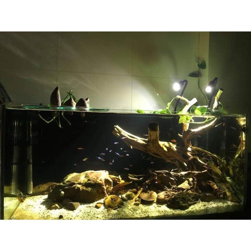 Product Introduction of Đèn Led Rọi Thuỷ Sinh Biotop - Thích Hợp cho những hồ Thuỷ Sinh, hồ Bán Cạn, Hồ Tiểu Cảnh... DREAMER GUPPY.. 17