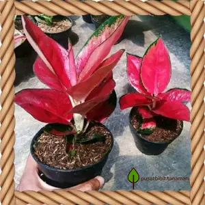 Paket 2 bonggol aglonema suksom jaipong ( BISA COD )