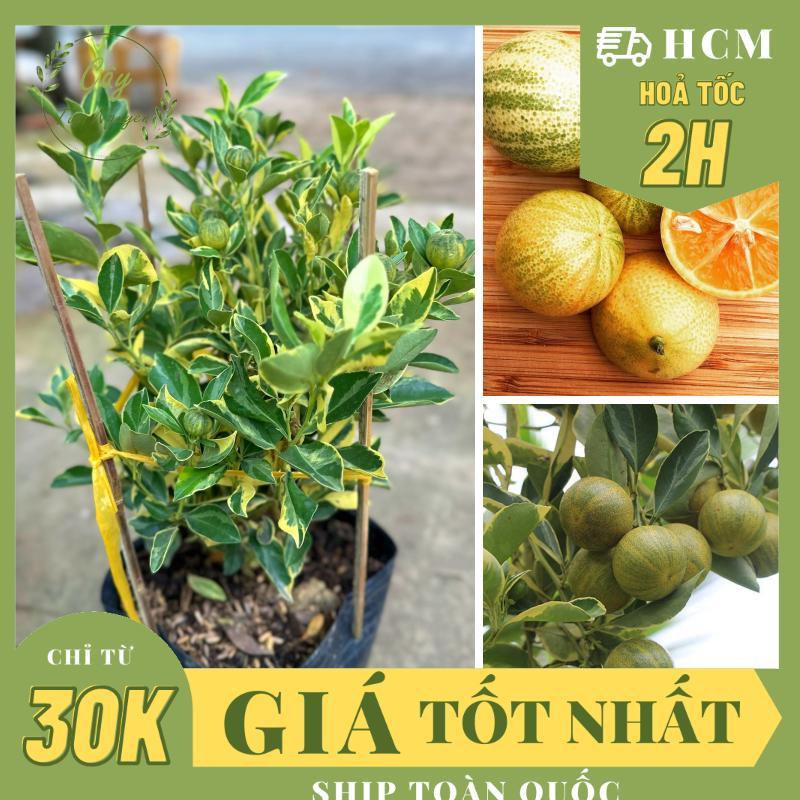 CÂY TẮC C.ẨM THẠCH ,(cao 25-30cm), cây cảnh decor, cây trang trí nhà nội thất, khoẻ đẹp, GIÁ RẺ, lọc không khí