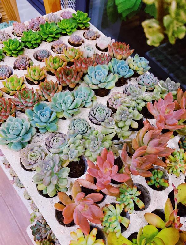 Combo 21 cây sen đá mini đủ sắc màu (không kèm chậu) - dễ dàng chăm sóc