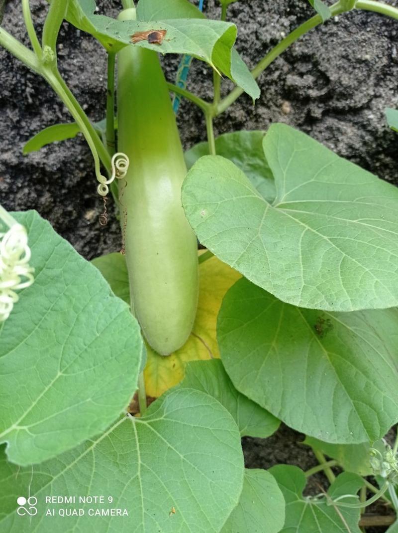 Product Introduction of 30 seed benih labu air 4