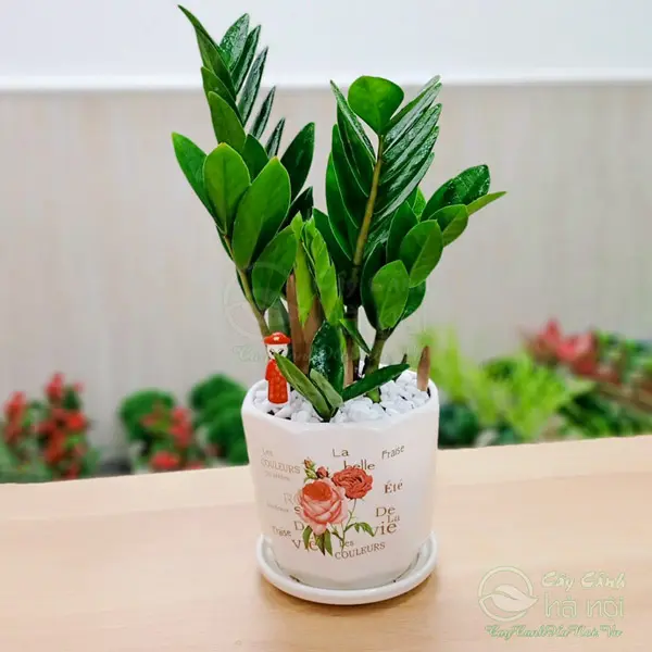 Cây kim tiền tài lộc trồng chậu sứ kèm đĩa hứng nước 20cm - Phong thủy làm việc, bàn thờ, bàn làm việc