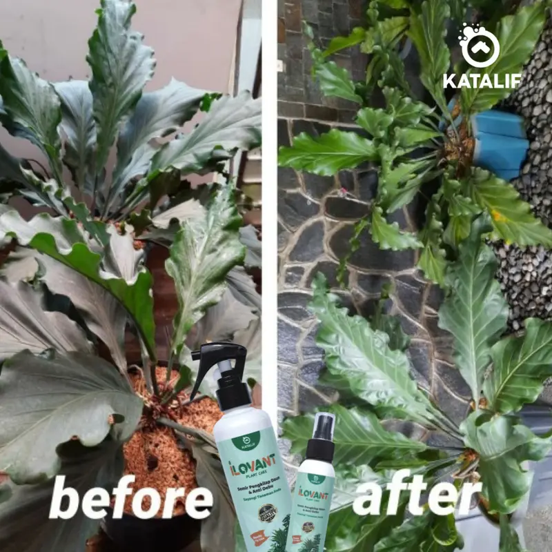 Semir Daun Pengkilap Daun dan Anti Debu Daun | ILOVANT 1