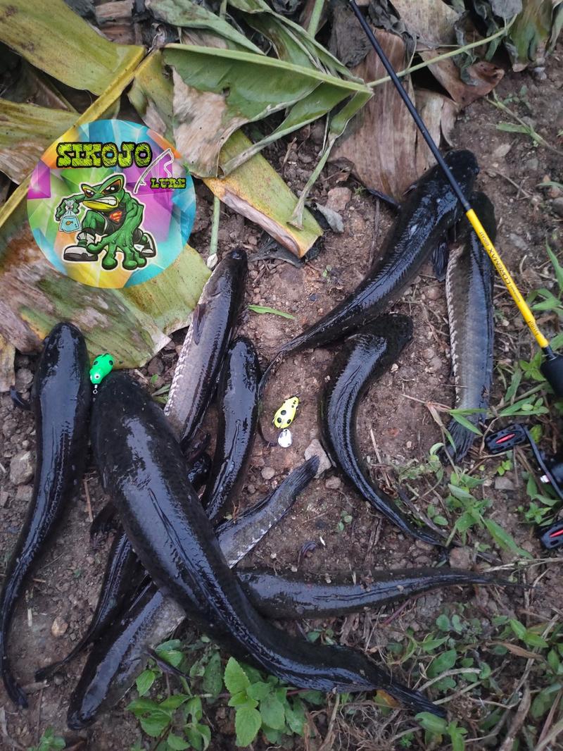 Product Introduction of Lure Soft Frog Mini umpan pancing Ukuran 3cm Berat 5grm Untuk Mancing Casting Ikan Gabus 9