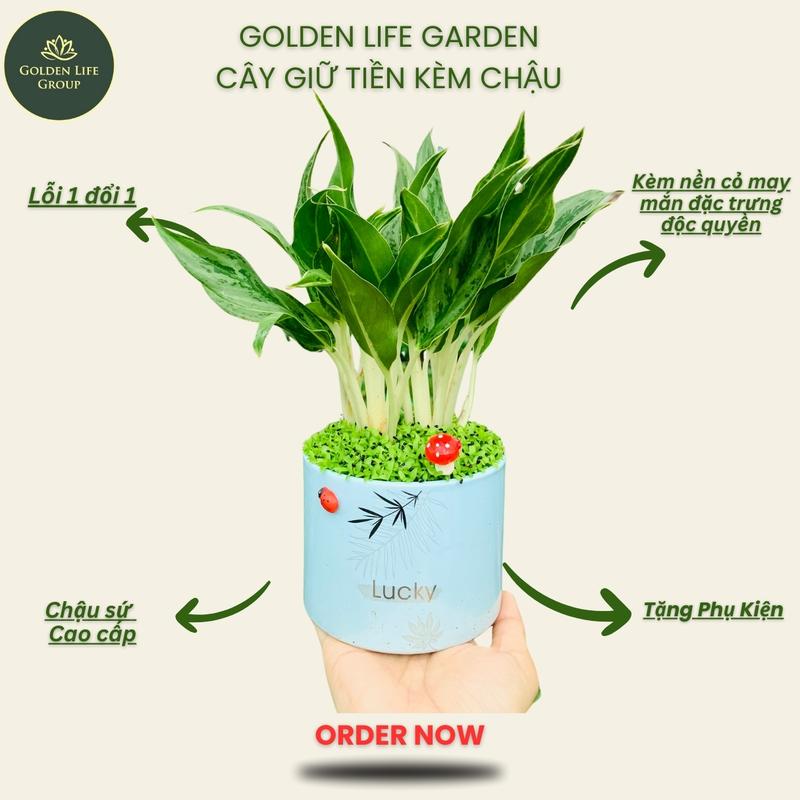 Cây Giữ Tiền kèm chậu cây trang trí để bàn - giao chậu ngẫu nhiên cây kiểng để bàn golden life  Decor Phòng cây cảnh mini cây cảnh để bàn cây giữ tiền tết