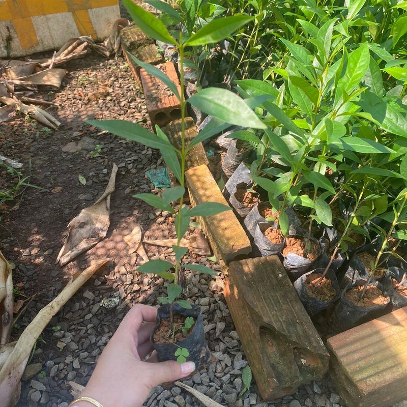 Combo 4 Cây Vối Nếp - Lá dùng pha nước uống như trà (Lỗi 1 đổi 1) 3