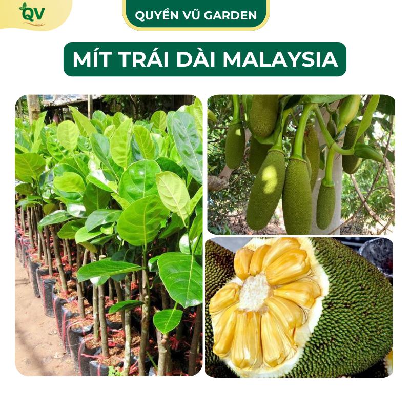   C62  Cây giống mít dài malaysia cây giống khỏe dễ trồng quả to dài năng suất cao 
