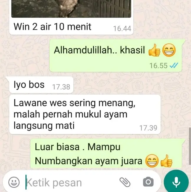 DOPING AYAM ADUAN PYONGYANG 4