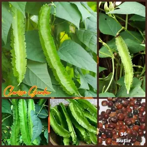 BIJI \ BENIH TANAMAN KACANG KECIPIR LALAP HIJAU