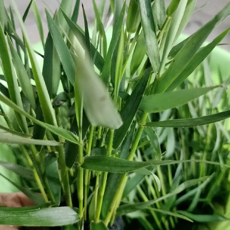 Tre nước gắn sẵn giá thể dinh dưỡng ( tặng 1 bịch bèo tai chuột) . 2