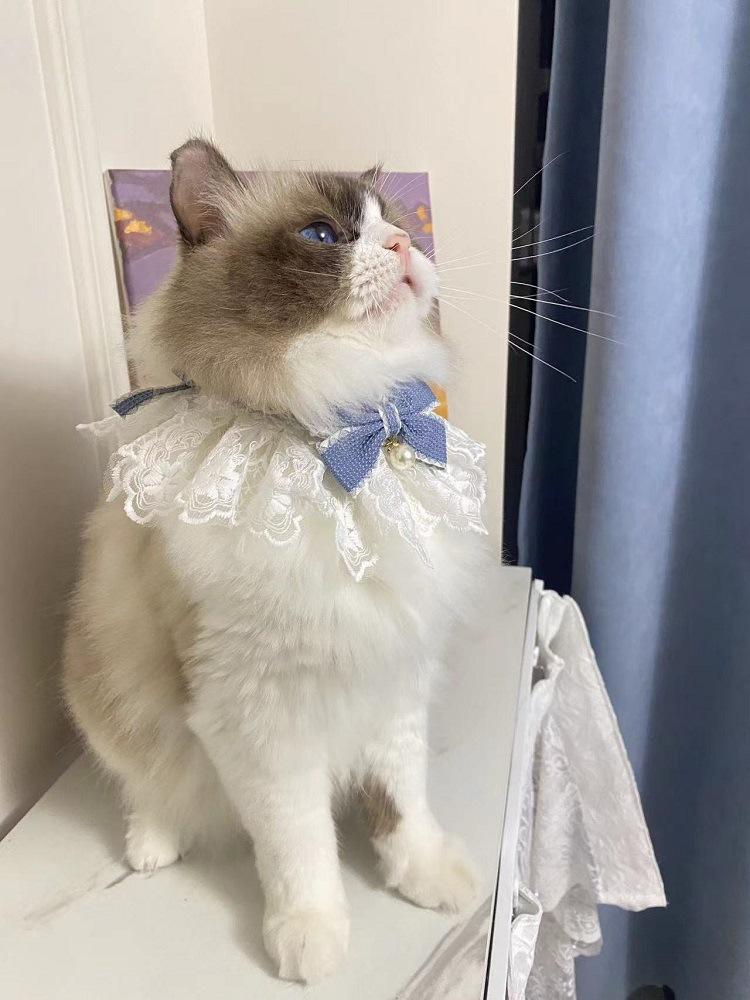 Product Introduction of Pet Collar Romantic Bowknot Cat Lace Collar with Adjustable Straps Lace Mesh Dog Collar Stylish Lace Mesh Dog Bib Pet Supply 3
