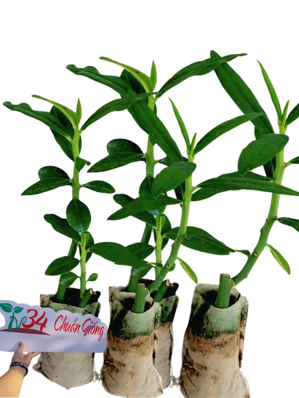8 bầu cây CÂY THẠCH ANH (LÁ DẦY). Loại trưởng thành, trồng vườn, chậu, ban công, sân thượng, hữu cơ, dược tính cao, chuyên về U.N.G T.H. h.ọng và ức chế tế bào U.N.G T.H.U giống 0