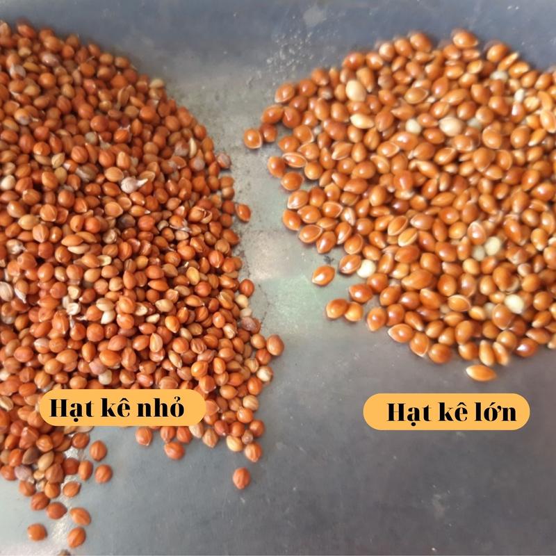 Hạt kê đỏ lớn nhỏ, hạt kê bóng túi 1kg cho chim cu gáy, Vẹt, chim Yến Phụng, chim cảnh, Hamster và các dòng chim sẻ