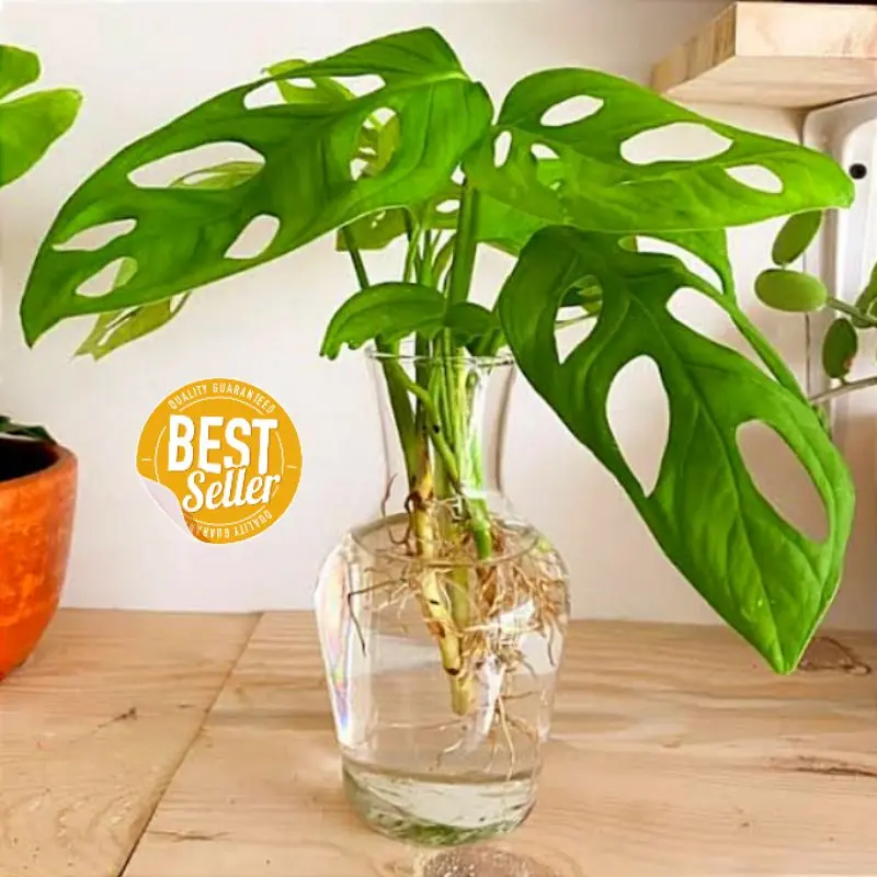 Vas Bunga Kaca Bening | Vas Kaca Carafe Pot Tanaman Air Hidroponik | Hiasan Meja Tamu