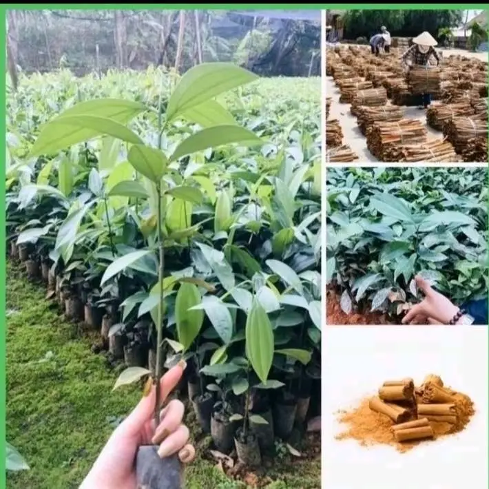 Combo 6 cây giống Quế Thơm cao 30_50cm khỏe đẹp bao sống cây rất nhiều dễ 2
