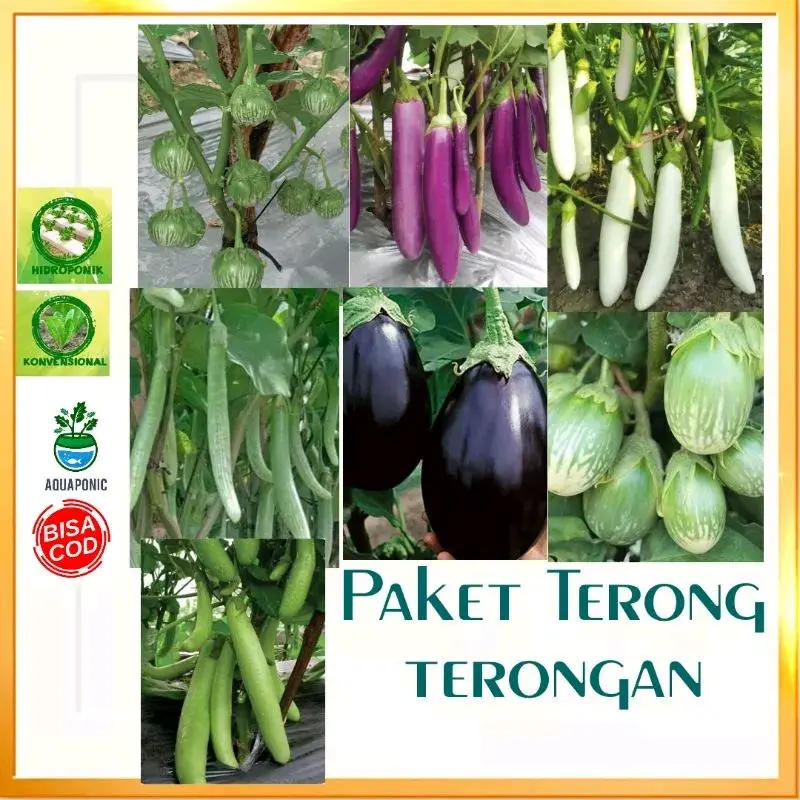 Paket 7 macam benih biji Terong-terongan + BONUS polibag semai, pupuk npk serta benih lainnya
