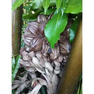 Cây Dừa Nước trồng thủy sinh, bờ kênh chống sạt lỡ 1