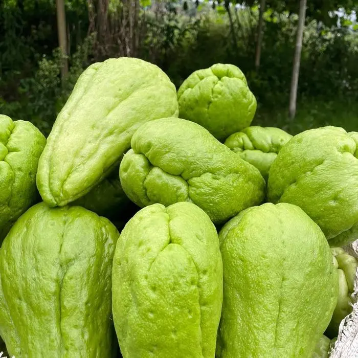 Sayuran labu siam segar 1kg beli 3kg+1 metik lngsung dari kebun - Shop ...