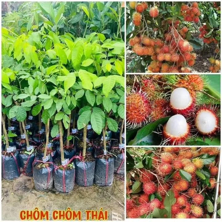 Cây Chôm Chôm Thái, Cây Ghép, Huyền Linh Garden 2
