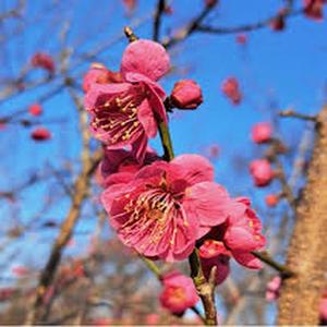 100 Granos Semillas de Cerezo Japonés Decorativo, Flores Rosadas Vibrantes, Cultivo Sencillo y Adaptable al Interior, Decoración de Paisaje Floral Primaveral, Ideal para Jardines Exteriores y Espacios Interiores Domésticos