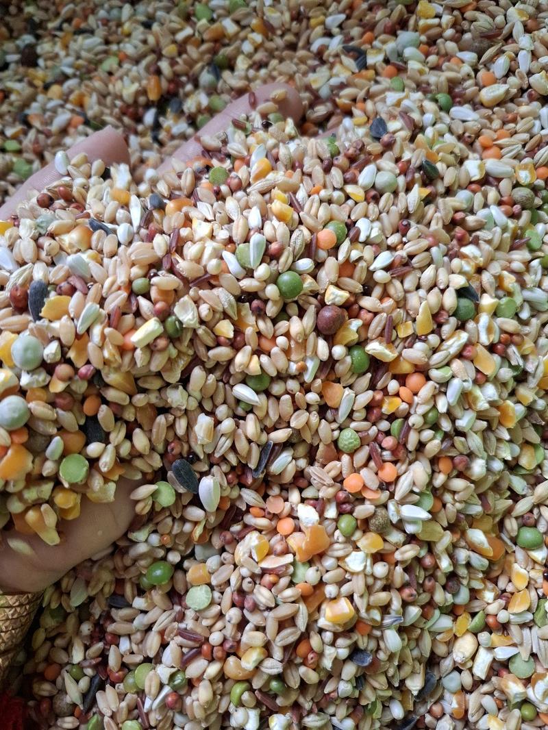 Product Introduction of 5kg Ngũ Cốc Gà 15 Hạt,Không Cám( Tặng Cám Cỏ Linh Lăng) 1