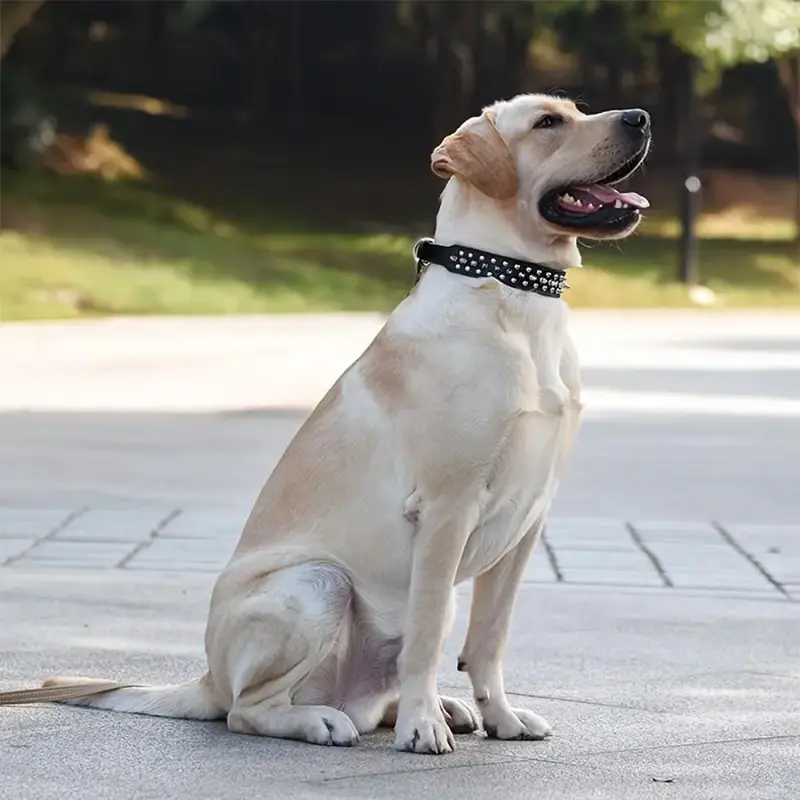 Rivet Dog Collar & No Tangle Leash Set, Adjustable Pet Studs Collar, Durable Dog Walking Equipment, Fashionable Pet Walking Essentials, Dog Accessories, Easter Gifts 8