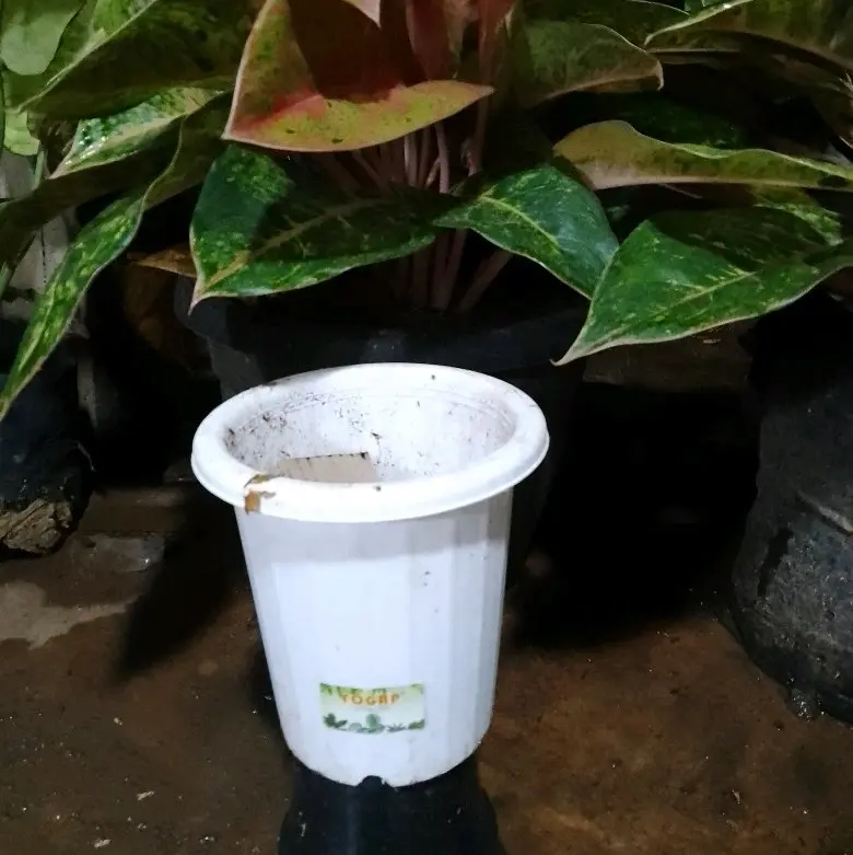 pot Yogap putih