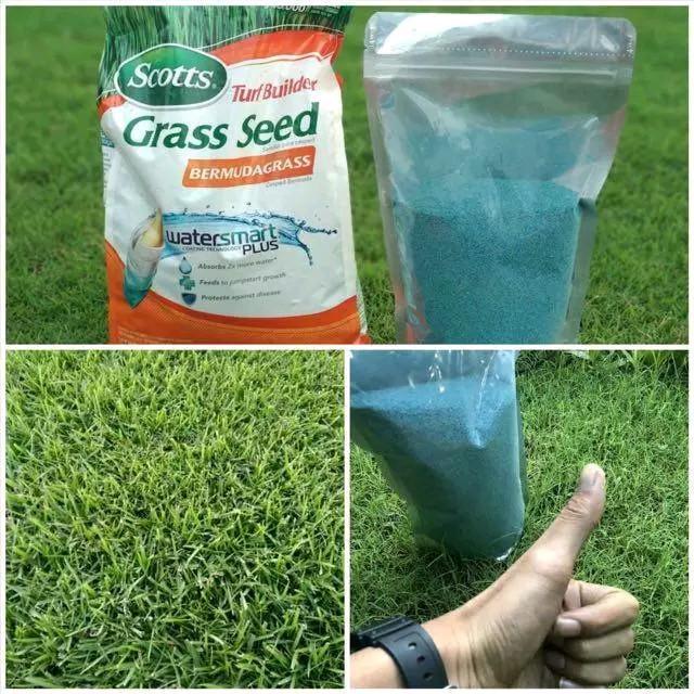 Grass seed scoots - bermuda grass - benih rumput jepang 100 gr 4