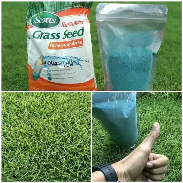 Grass seed scoots - bermuda grass - benih rumput jepang 100 gr 4