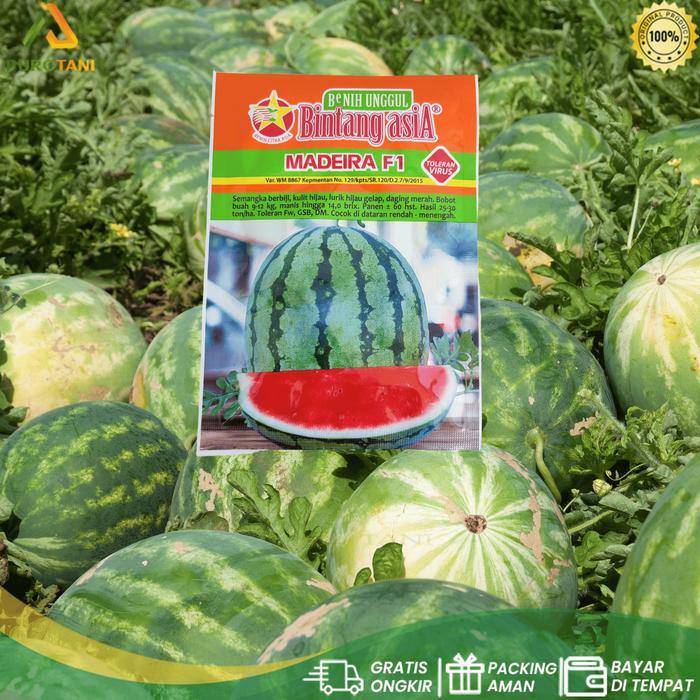 Gambar Benih Semangka Unggul MADEIRA F1 20 gr Cap Bintang Asia dari PUROTANI.ID Kab. Purworejo Tokopedia