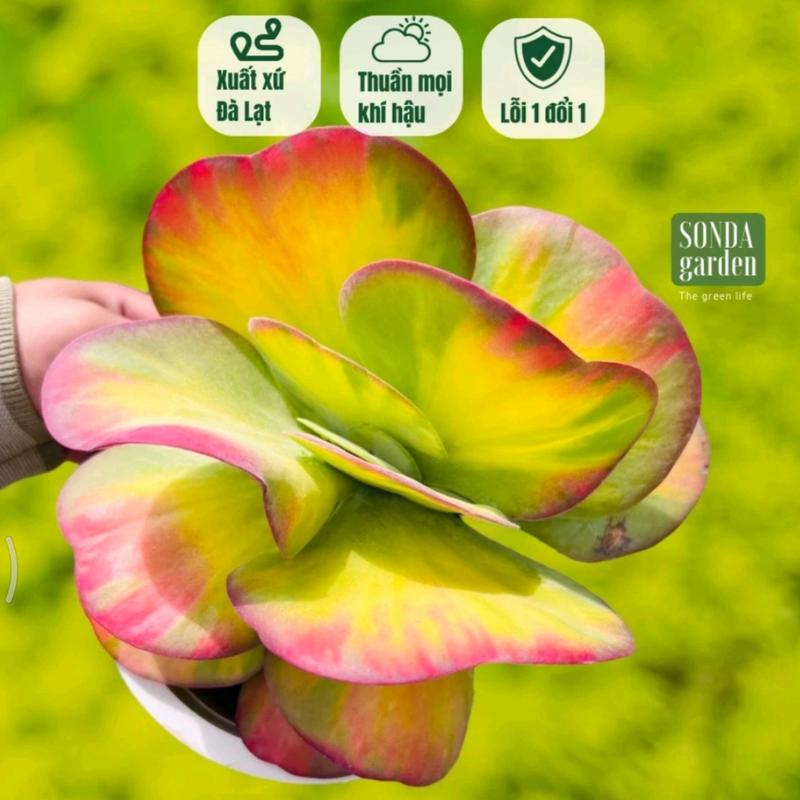 Cây sen đá bướm var SONDA garden size đại 20-23cm