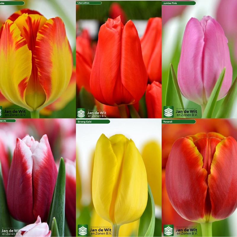 Combo 20 củ Tulip đủ màu kèm thuốc ngâm củ, phân bón, giá thể